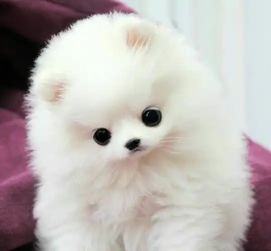 茶杯狗啊!进来看看吧