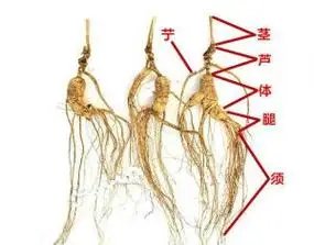 人参各部分药用价值