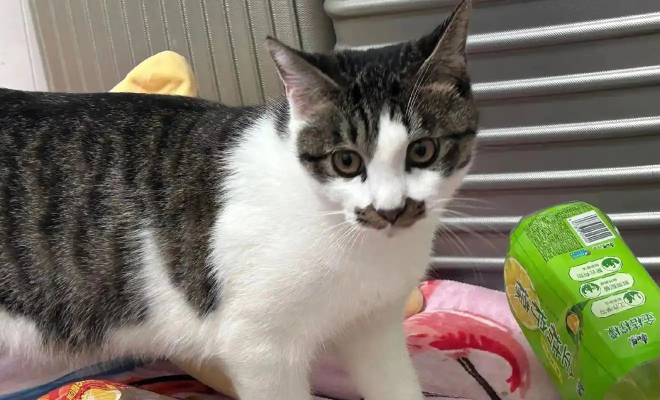 长春本地狸花加白无偿领养.长春本地狸花加白无偿领养 品种:狸 - 抖音