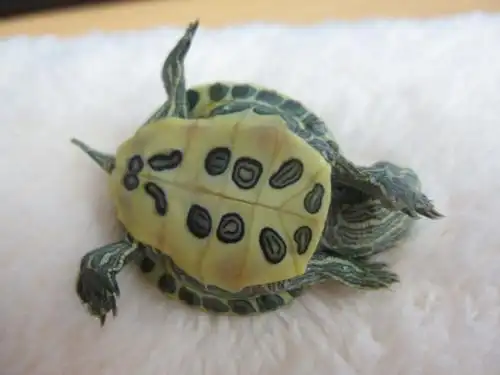 世界上最小的乌龟沃尔塔泥龟