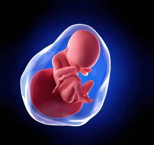 为提高试管婴儿成功率,胚胎移植后,饮食需注意这4点