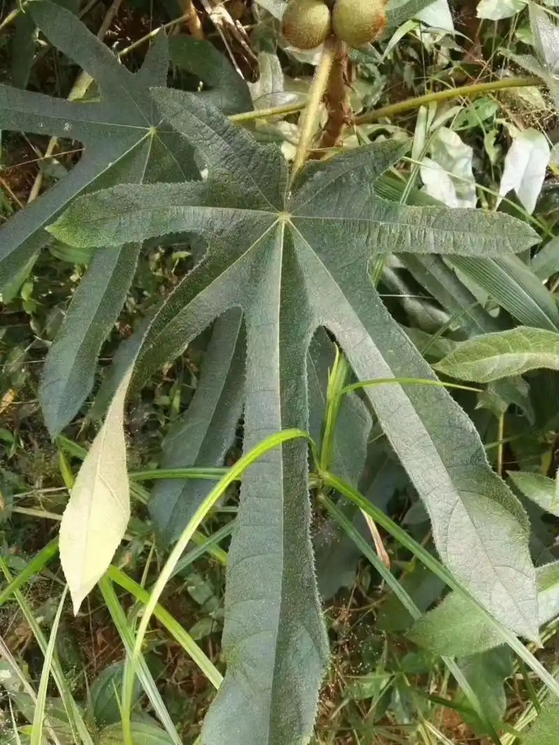 野生七指毛桃根 【七指毛桃】可煲汤可泡酒,搭配甜牛力效果更好五指