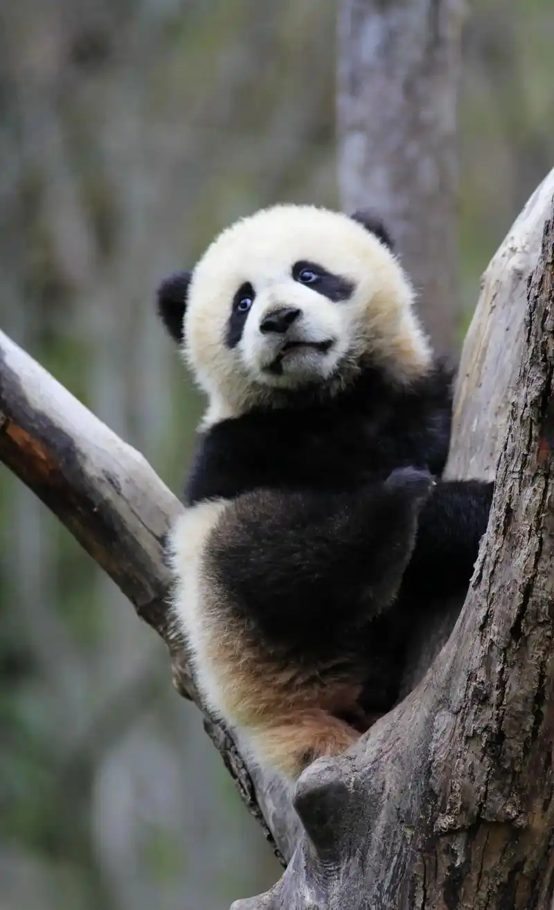 憨态可掬熊猫宝宝(五)简直就是姨姨们的心上熊,你咋知道自己也 - 抖音