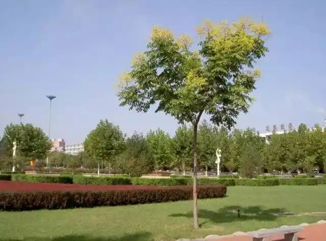 我国常见的行道树简介(图文并茂)01