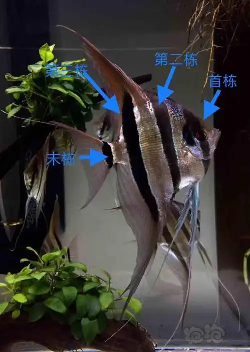 神仙鱼野生埃及品相的讲解