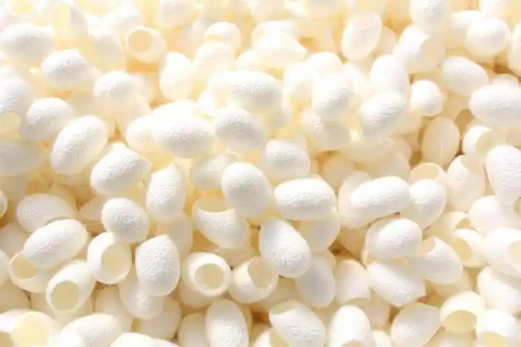 蚕蛹多久变飞蛾蚕宝宝死亡前征兆