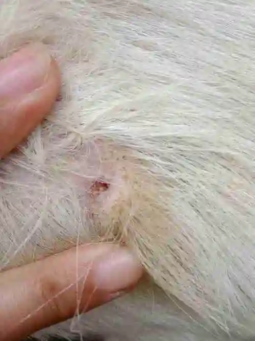 请问羊身上长这种是怎么回事