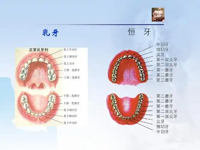 儿童口腔保健ppt课件ppt