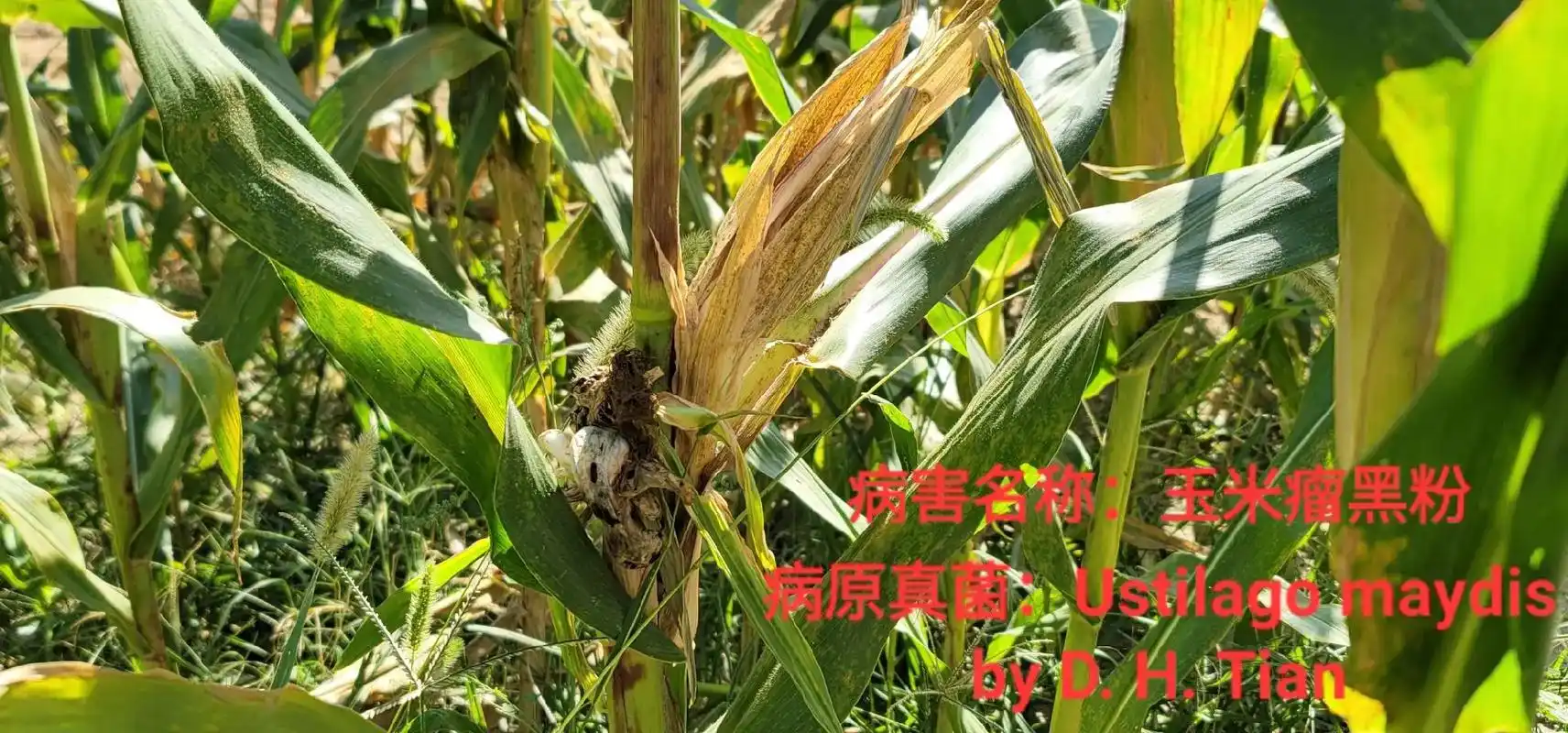 图1,2,玉米瘤黑粉病. 图3,皂荚. 图4, - 抖音