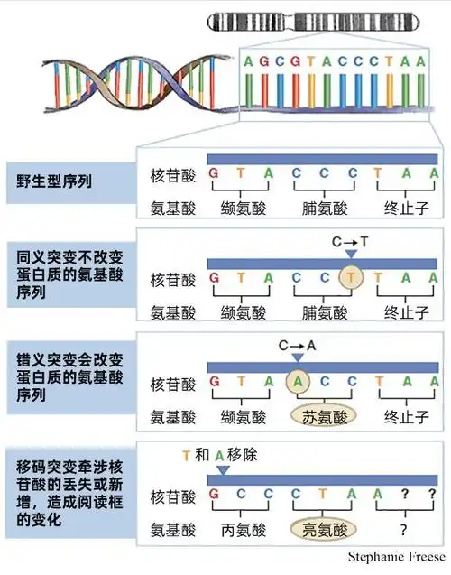 我们来自"垃圾dna"?有人从水稻里发现了"垃圾dna"的价值:新基因的来源