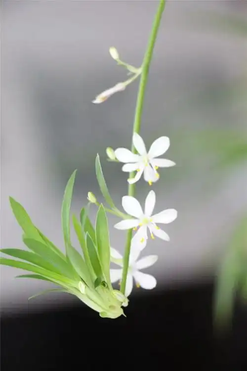吊兰开花,原来这么漂亮!