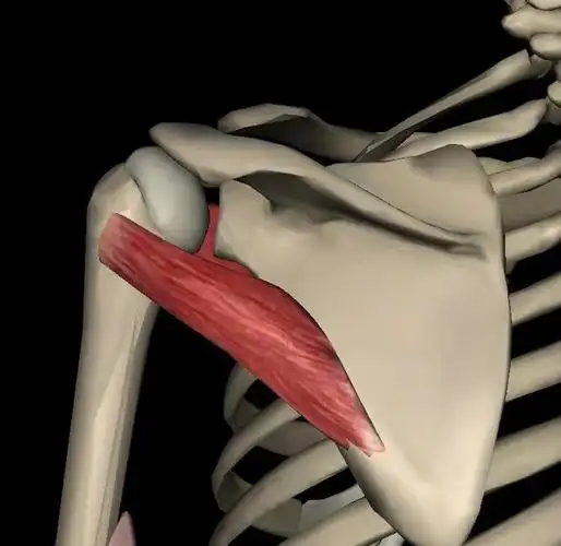 运动解剖学小圆肌大圆肌二