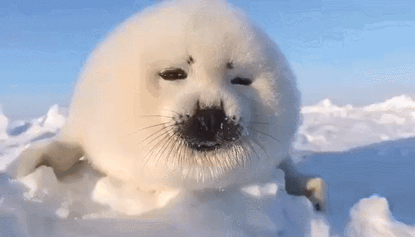 北极熊|海豹_网易订阅