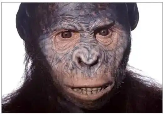 腊玛古猿,南方古猿,直立人,早期智人,晚期智人