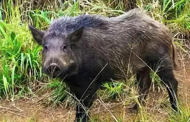 回顾:家猪放生一年后会野化成有獠牙的野猪,这到底是什么原因?