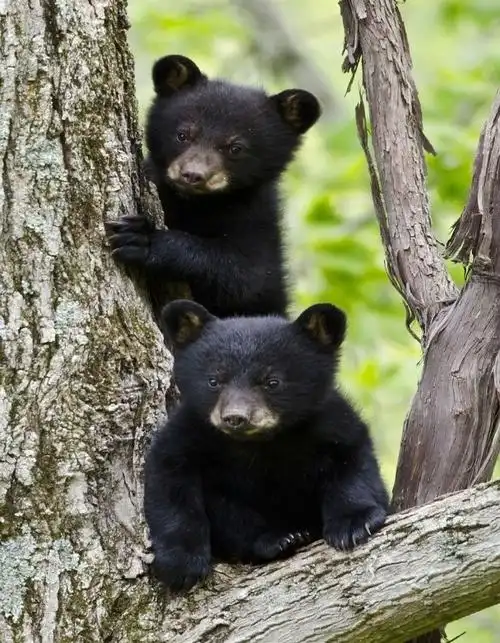 2头小黑熊冬眠后再次出来活动.