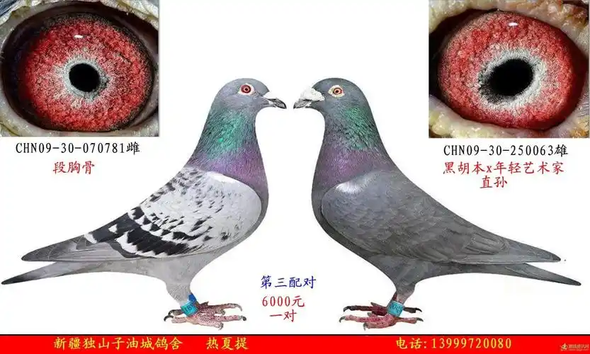 相册爱鸽配对展厅