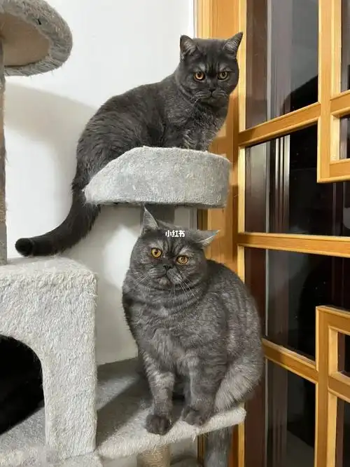 长得像加菲的蓝猫