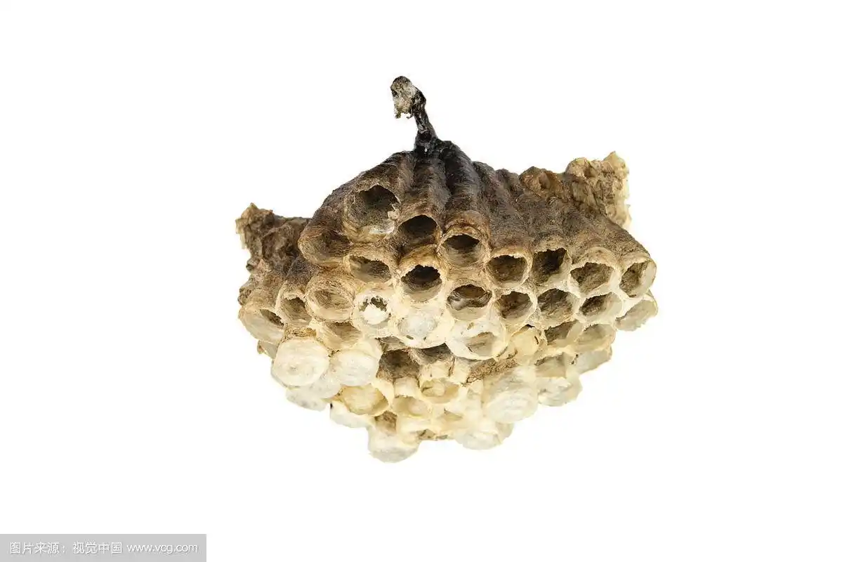 马蜂窝孤立在白色背景上