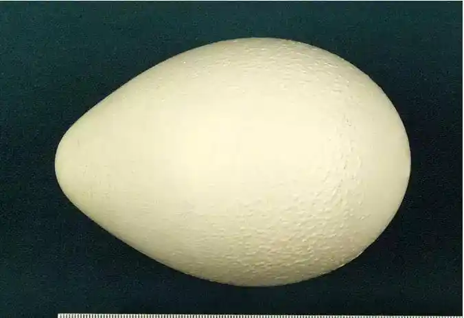 南极温度低至零下40度,帝企鹅蛋只要在地面停留超过40秒,生命就会消失