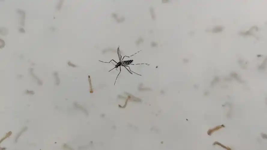 用一加9pro拍摄一只刚羽化的雌性白纹伊蚊