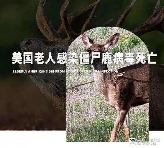美国老人感染僵尸鹿病毒死亡?引发民众恐慌,这是什么情况?