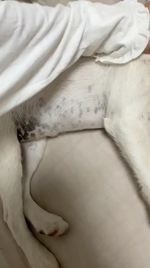 它还有疝气,因为是流浪狗,捡来就有皮肤病,但一开始没有长这么多黑斑