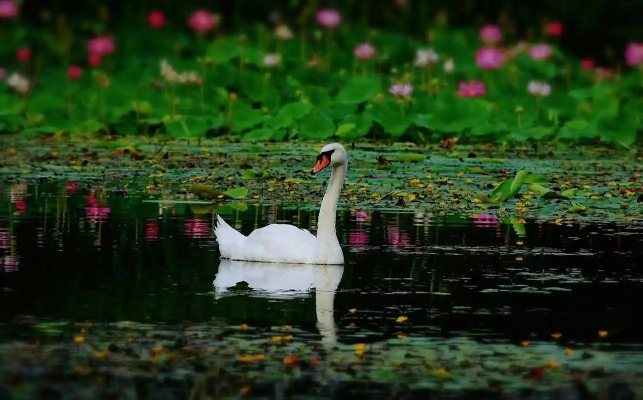 分享美景:荷塘里的白天鹅与荷花相映成趣,让人赏心悦目