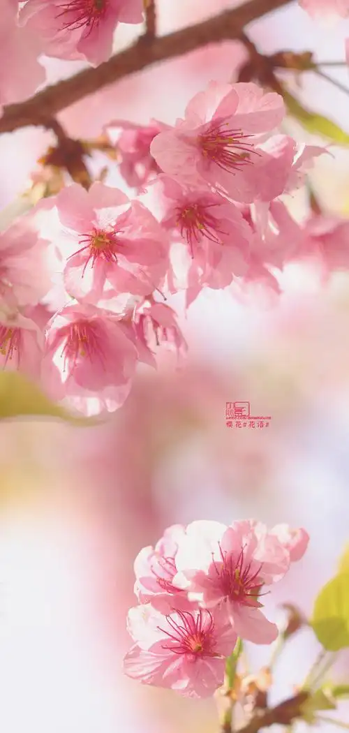 19 武汉 堤角公园 樱花#花语#不是樱园去不起,是堤角公园更有性价比.