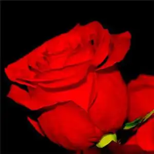 一朵红色的玫瑰头像图片玫瑰是爱情的象征