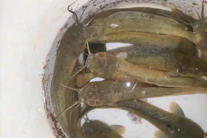 垃圾鱼广东钓友废弃藕塘爆钓塘鲺鱼晒到朋友圈却被众人吐槽