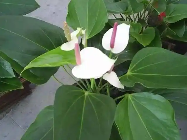 安祖花没想到你是这样的红掌