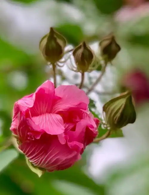 漂亮的芙蓉 - 美篇