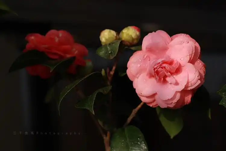 【3000茶花庆元宵摄影图片】3000家生态摄影_牛笑尿拍博_太平洋电脑网