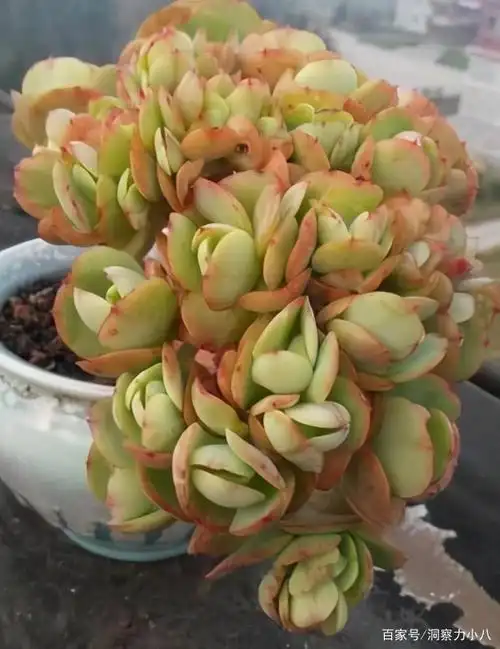 多肉碧桃有三怕避开不易黄叶催新芽冒侧枝养成小老桩