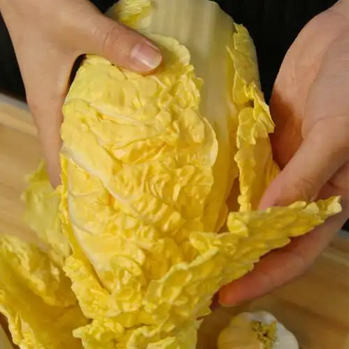 甄选高端食材山东自然农法高山黄金大白菜全程有机山泉水灌溉生吃甘甜