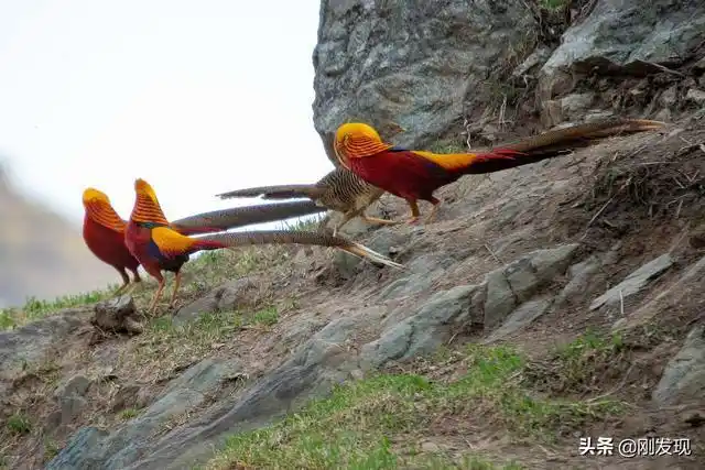 我学的叫声是雌鸟音,雌性红腹锦鸡胆子比雄鸡大一些.