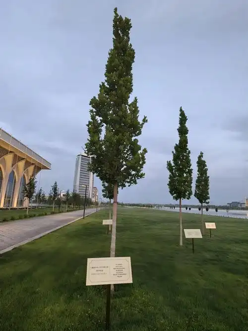 2024年9月乌兹别克斯坦将举办第1届撒马尔罕国际电影节_澎湃号·湃客_