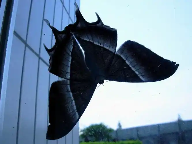 惊现"巨大怪物"—"飞蛾"!