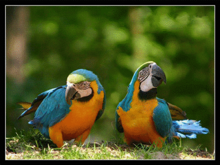 求助:我家的虎皮鹦鹉飞走了