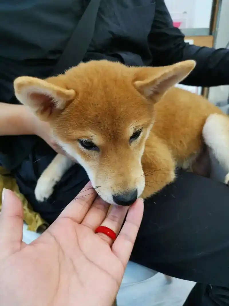 柴犬 #小时候照片  - 抖音