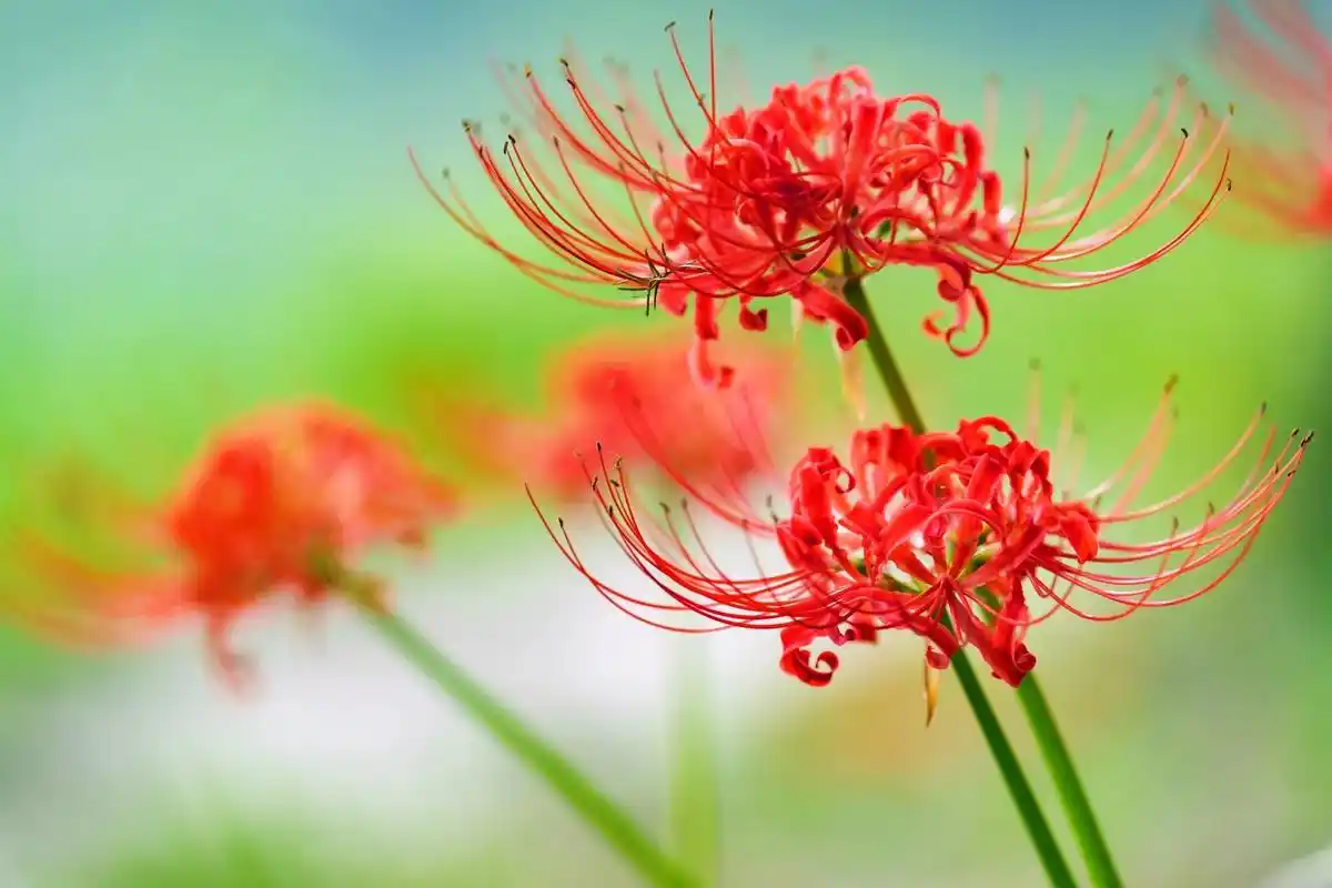 彼岸花,曼珠沙华.升仙湖河边黄色的彼岸花还有一小部分盛开,想 - 抖音