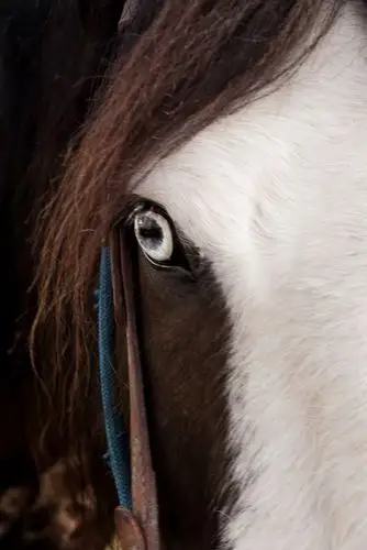 close up image of the face of a blue-eyed horse