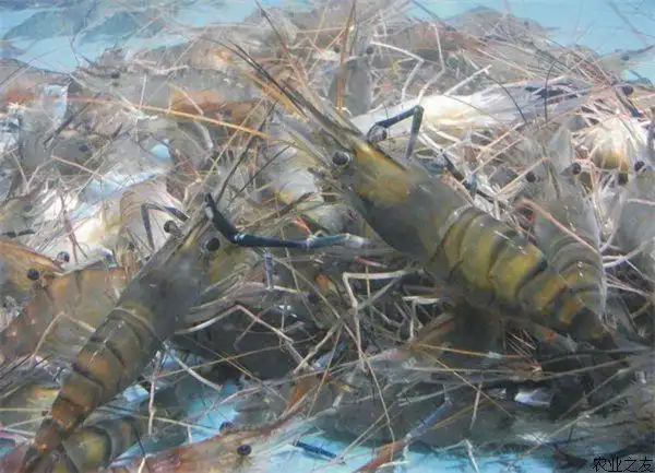 青虾二晚稻田养殖技术