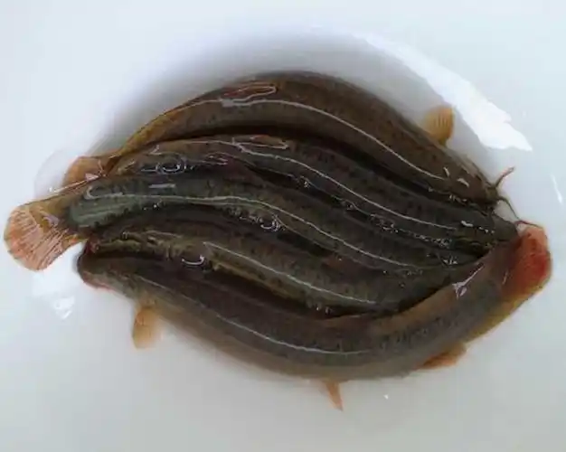 农村的人工繁殖泥鳅方式,简单易行,在村里广泛推广