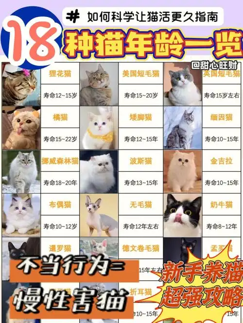 新手养猫保姆级攻略|如何提升猫咪寿命6015
