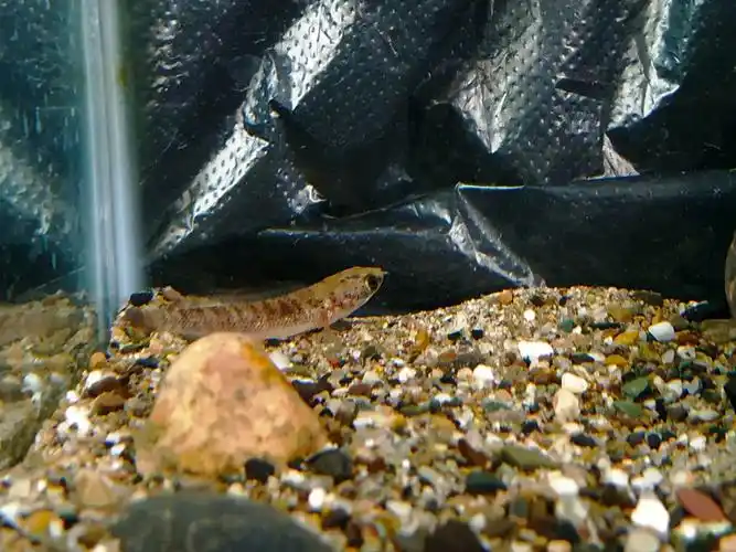 酒红雷龙半年的时光鱼苗的成长史