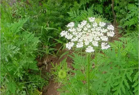 农村这种野草,家乡都叫它"野胡萝卜子",原来还能祛风止痒