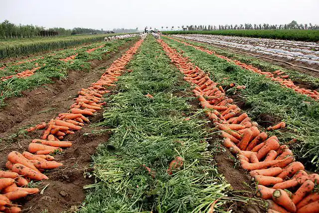 胡萝卜追施用什么肥料?胡萝卜用什么复合肥?