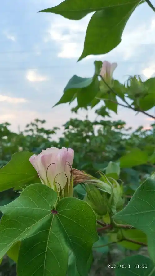 棉花开花了
